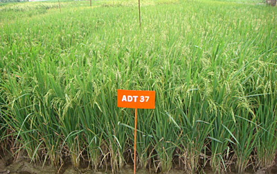 Rice ADT 37