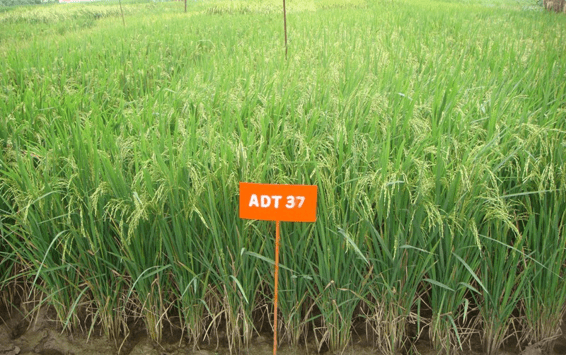 Rice ADT 37