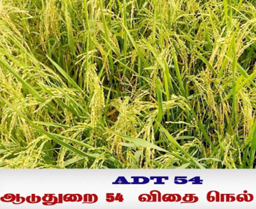 Rice ADT 54 - ஏடிடீ (நெல்) 54