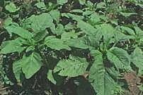 Amaranthus CO 2