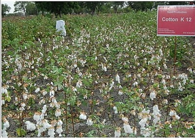 Cotton CO 12 – பருத்தி கோ 12