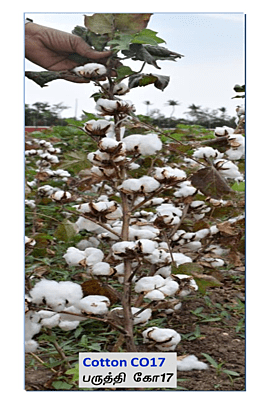 Cotton CO 17 – பருத்தி கோ 17
