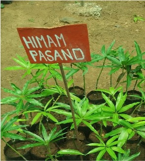 Himam Pasand Mango Seedling - ஹிமாம்பசந்த் மா ஒட்டு கன்று