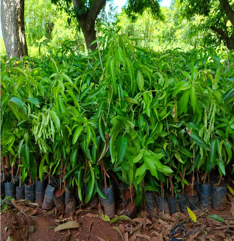 Mango Seedlings - மா ஓட்டு கன்றுகள்