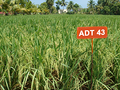 Rice ADT 43