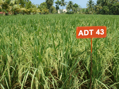 Rice ADT 43