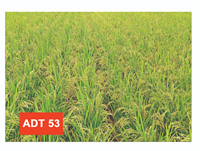 Rice ADT 53