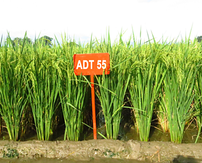 Rice ADT 55