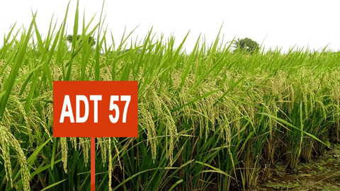 Rice ADT 57