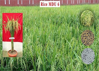 Rice MDU 6