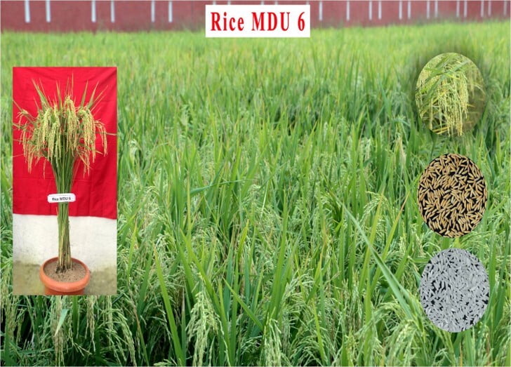 Rice MDU 6