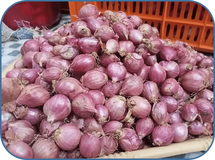 Small onion CO5