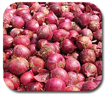 Small onion CO6