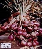 Small onion CO5