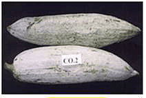 Snake Gourd CO2