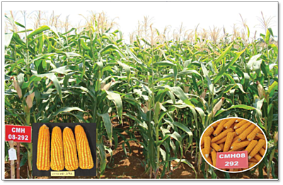 Maize COHM 6 -  வீரிய ஒட்டு மக்காச்சோளம் கோ 6