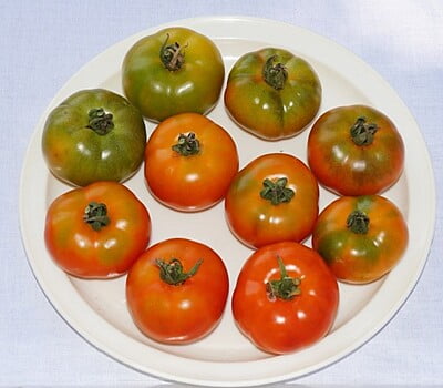 Tomato PKM 1  – தக்காளி பிகேஎம் 1​