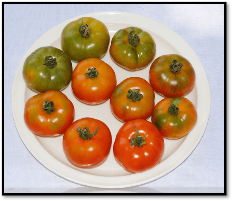 Tomato PKM 1  – தக்காளி பிகேஎம் 1​ ( kg)