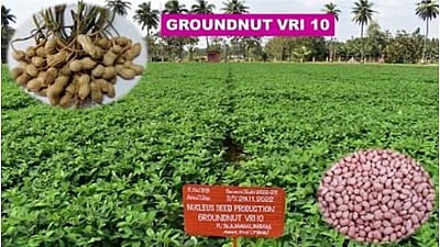 Groundnut VRI 10 - விஆர் ஐ 10 விதை மணிலா / நிலக்கடலை (TFL)