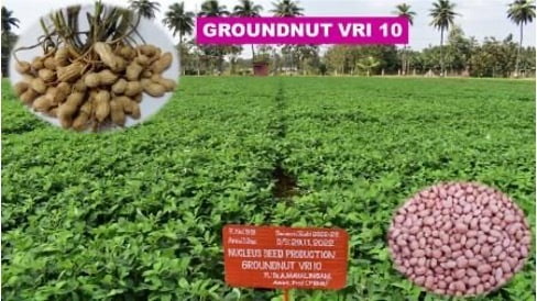 Groundnut VRI 10 - விஆர் ஐ 10 விதை மணிலா / நிலக்கடலை (TFL)