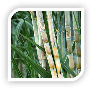 TNAU Sugarcane Booster