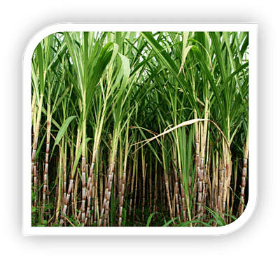TNAU Sugarcane Booster